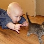 Funny cats and babies playing together – Cute cat